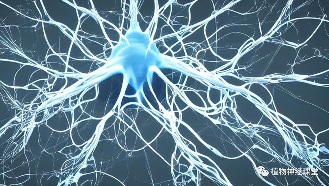 神经.jpg